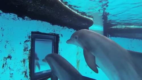 网红吃瓜视频海豚视频,揭秘娱乐圈幕后故事